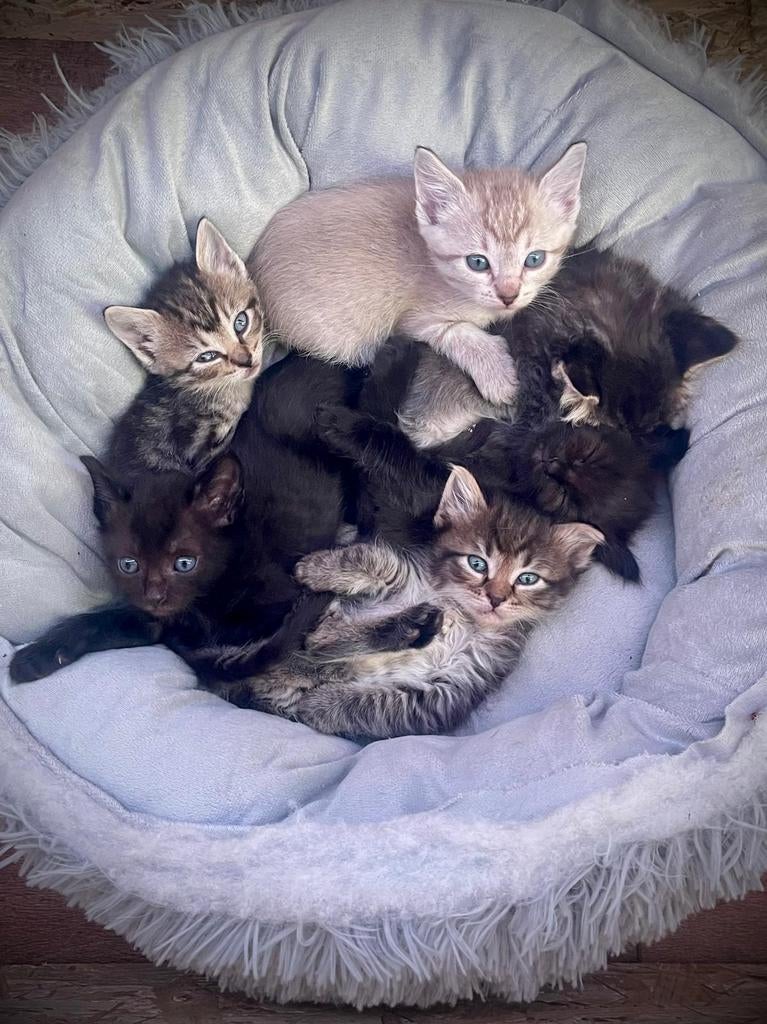 Exclusieve kittens. Mix Ragdoll en Sphynx, Dieren en Toebehoren, Katten en Kittens | Raskatten | Langhaar, Meerdere dieren