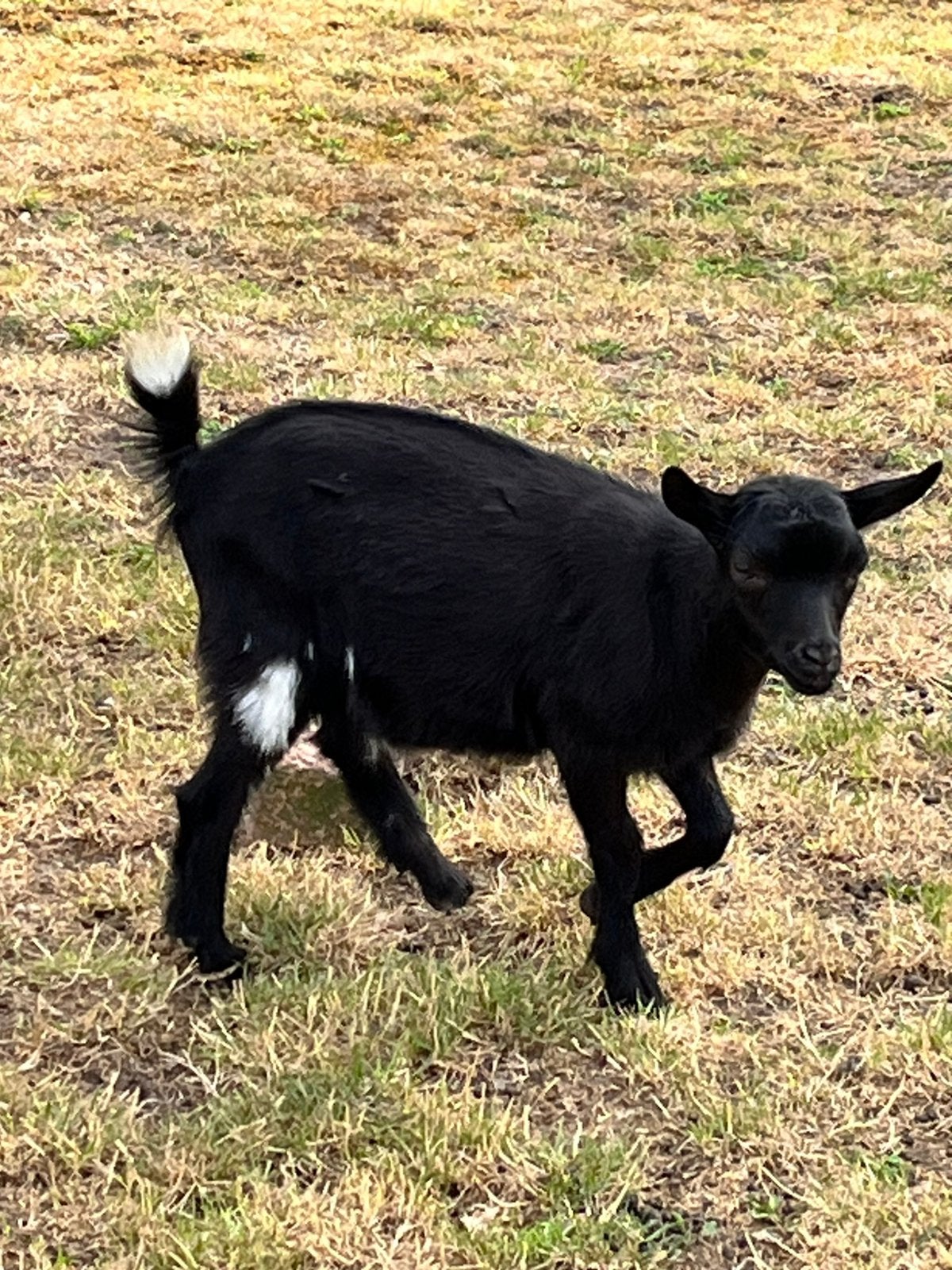 Bokje geitenbok geit dwerggeit, Dieren en Toebehoren, Schapen, Geiten en Varkens, Mannelijk, Geit