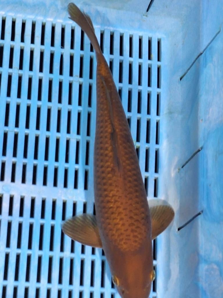 koi hele mooie chagoi, Karper of Koi