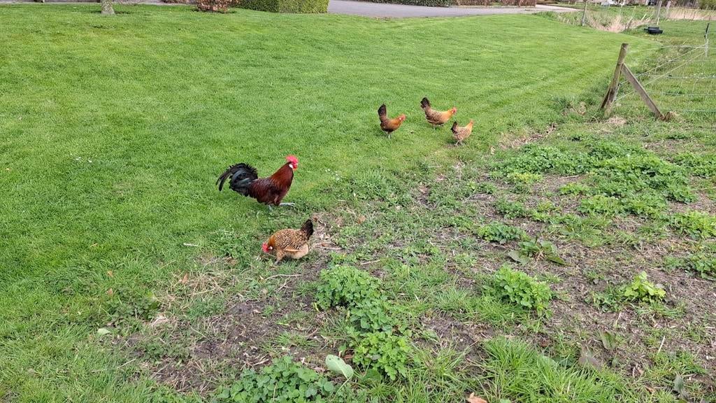 Broedeieren friese goudpel, Dieren en Toebehoren, Geslacht onbekend, Kip
