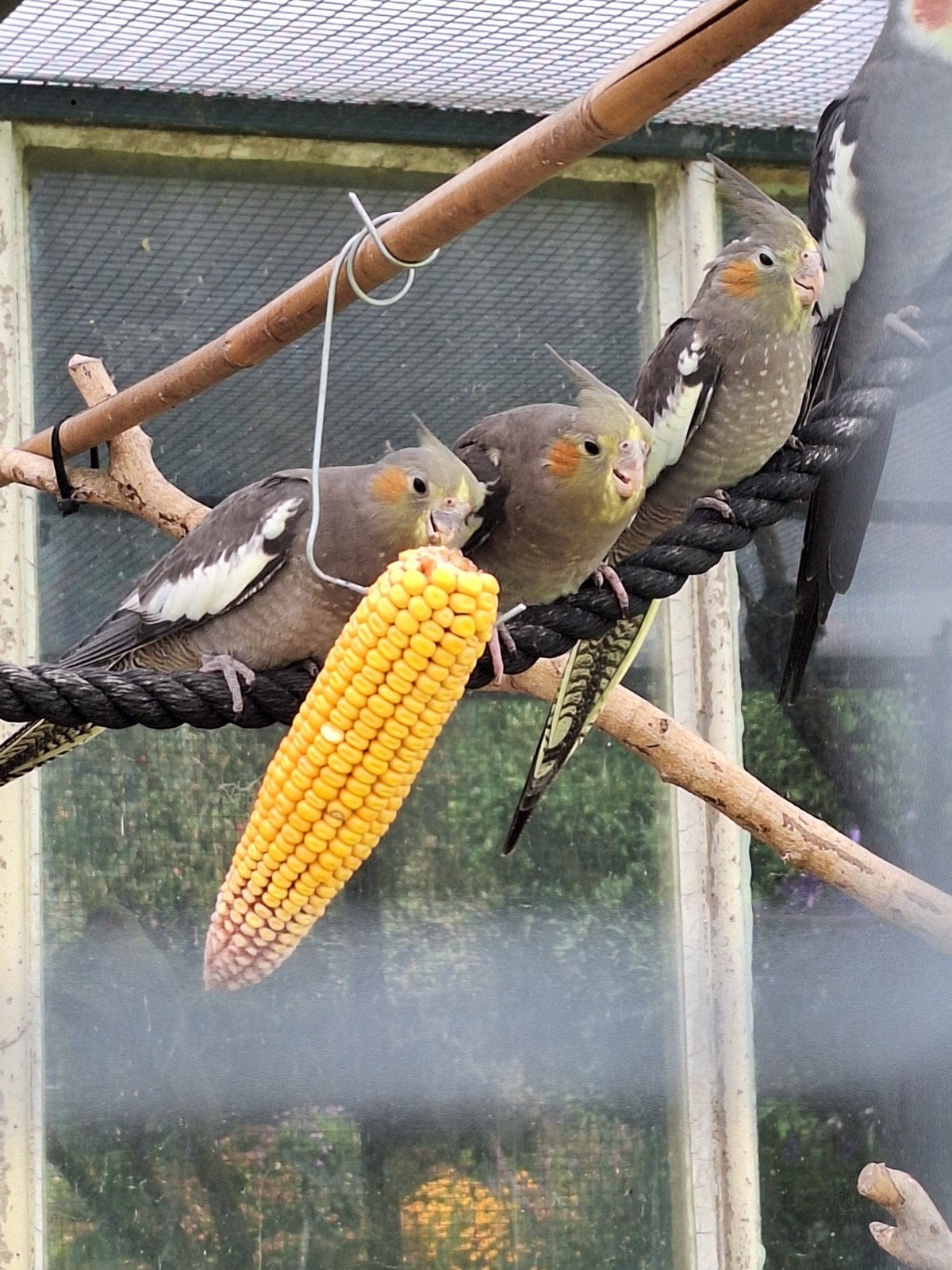 te koop, Dieren en Toebehoren, Vogels | Parkieten en Papegaaien, Meerdere dieren, Parkiet