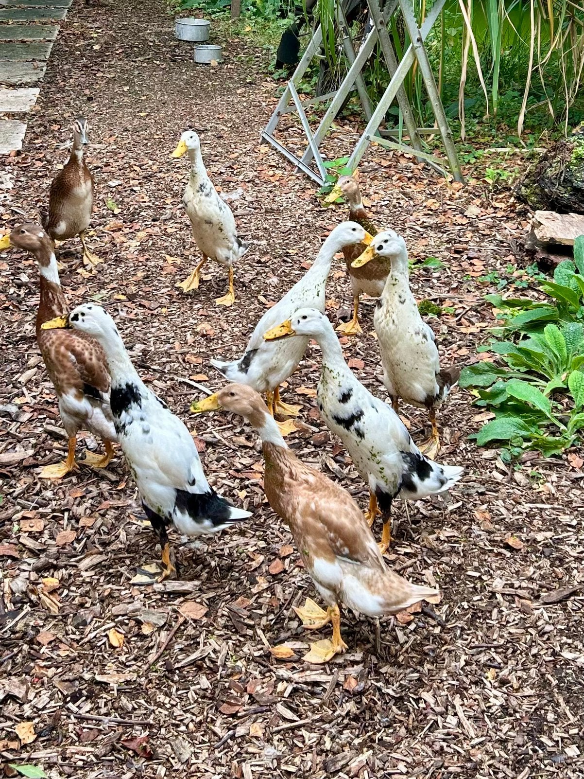 Jonge loopeenden, Dieren en Toebehoren, Meerdere dieren, Eend