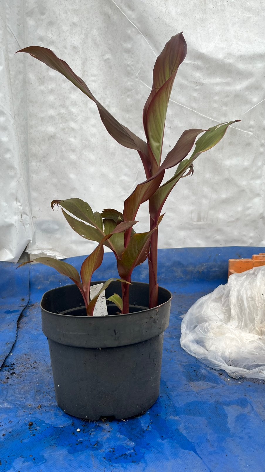 Reuze canna rusian red in potten, Ophalen, Overige soorten, Volle zon