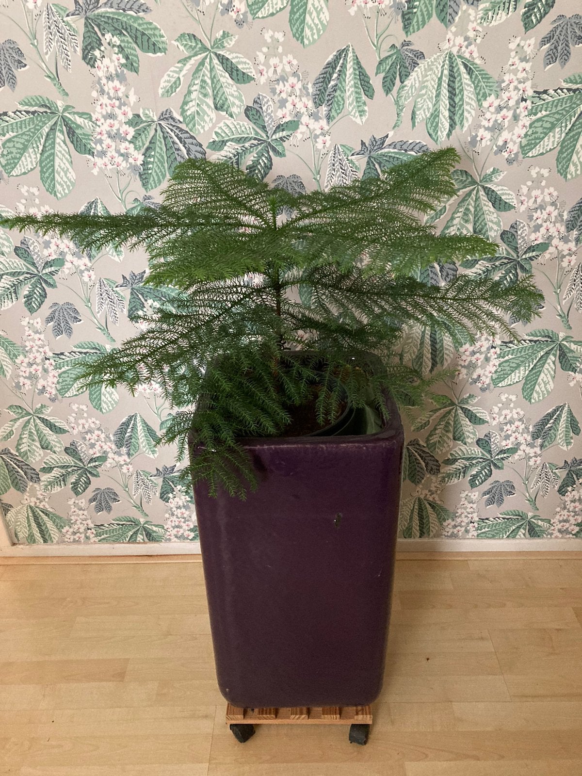 Plant in paarse pot, Tuin en Terras, Ophalen of Verzenden, Overige soorten, Halfschaduw