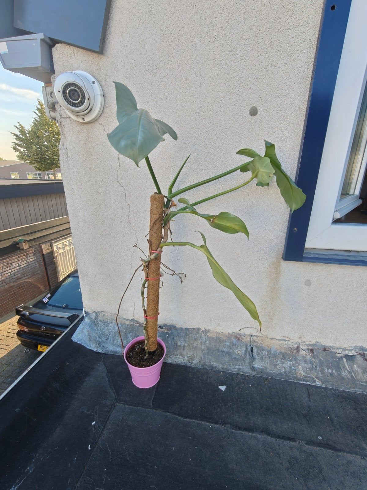 Kamerplanten Philodendron, Ophalen, 100 tot 150 cm, Overige soorten, Halfschaduw