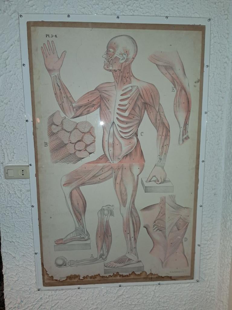Anatomische antieke posters, Ophalen