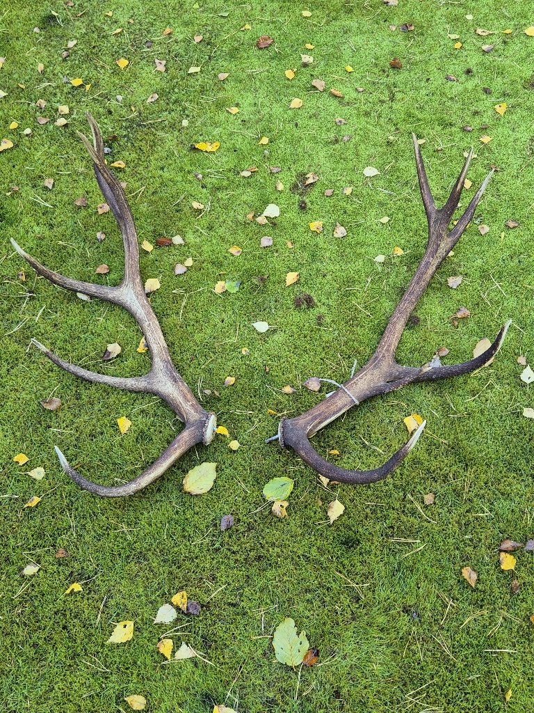 Origineel Edelhert Gewei - Mooie Warme Kleur, Ophalen, Gebruikt, Hert, Gewei of Kop