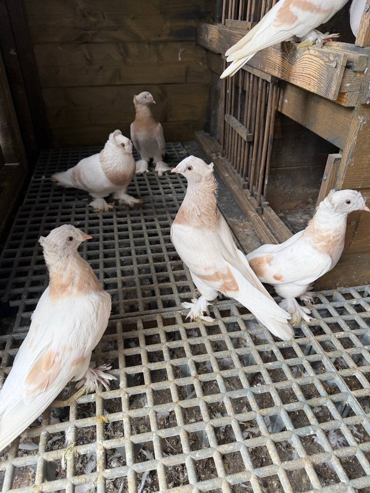 Takla kvalited duiven, Meerdere dieren, Postduif
