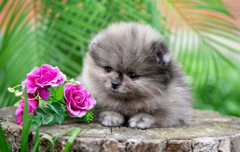 Pomeriaan pup teefje Merle Bear type – te reserveren, Keeshond, 8 tot 15 weken, Buitenland, Teef