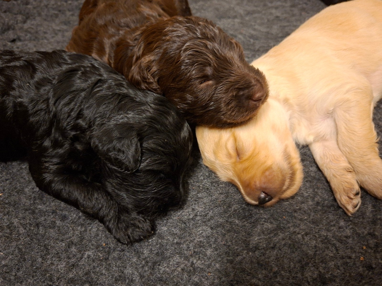 Labradoodle pups., Dieren en Toebehoren, Honden | Niet-rashonden, 8 tot 15 weken, Meerdere, Meerdere dieren, Nederland