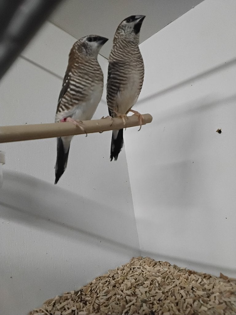 Gezocht 3 koppels ceresamadines en 3 koppels binsenastrildes, Dieren en Toebehoren, Vogels | Overige Vogels, Meerdere dieren, Tropenvogel