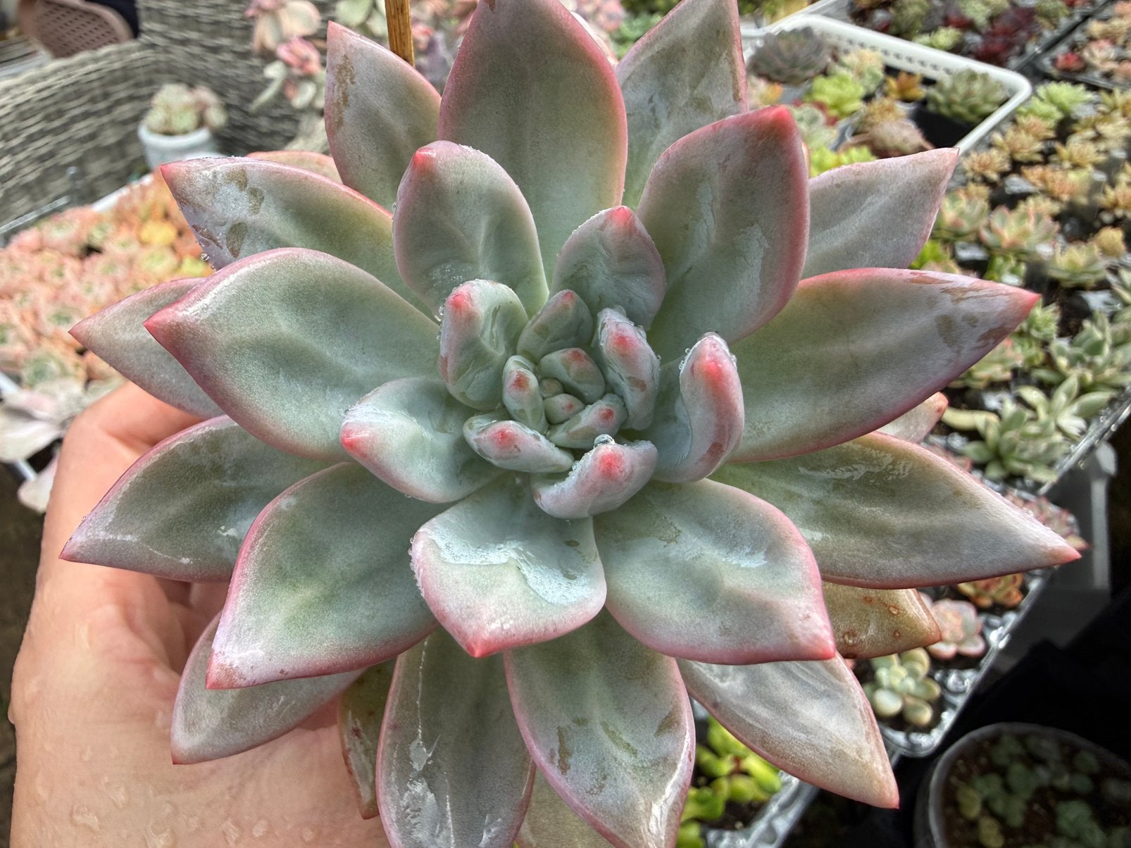 Echeveria Hybrida/pot 7cm/vetplant/succulent, Ophalen of Verzenden, Halfschaduw, Minder dan 100 cm