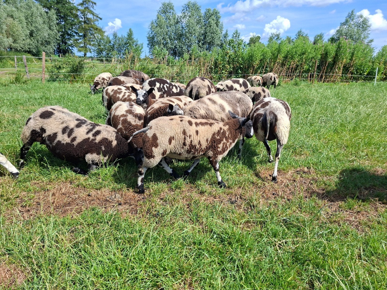 Zwoegervrije bonte rammen en ooien, Dieren en Toebehoren, Meerdere dieren, Schaap, 0 tot 2 jaar