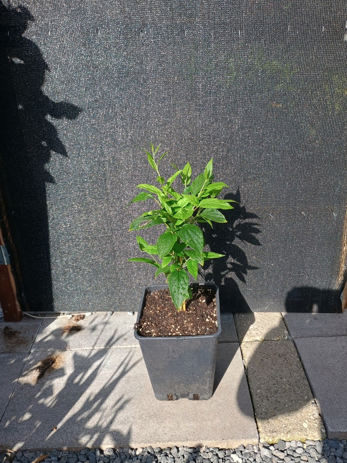 te koop kiwibes planten, Ophalen, Volle zon, Overige soorten, Minder dan 100 cm