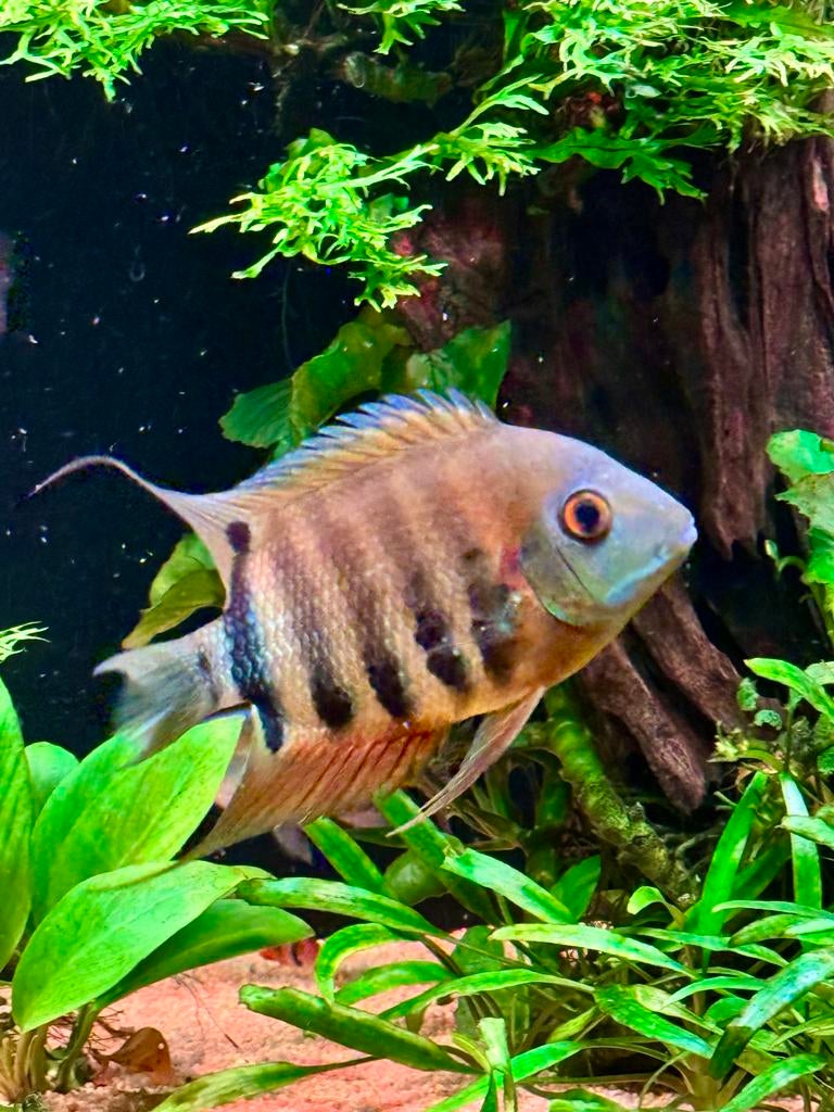 Heros man en vrouw, Dieren en Toebehoren, Vissen | Aquariumvissen, Vis