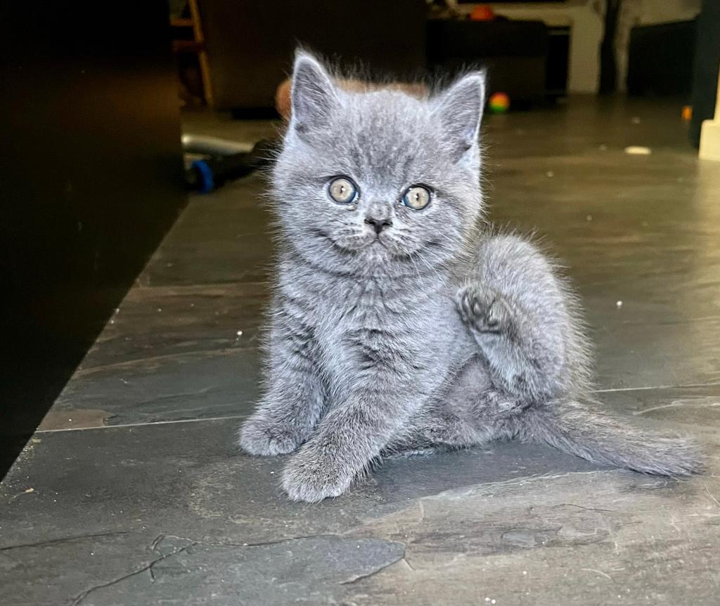 raszuivere Britse korthaar kittens blauw, Dieren en Toebehoren, Katten en Kittens | Raskatten | Korthaar, Meerdere dieren, Ontwormd