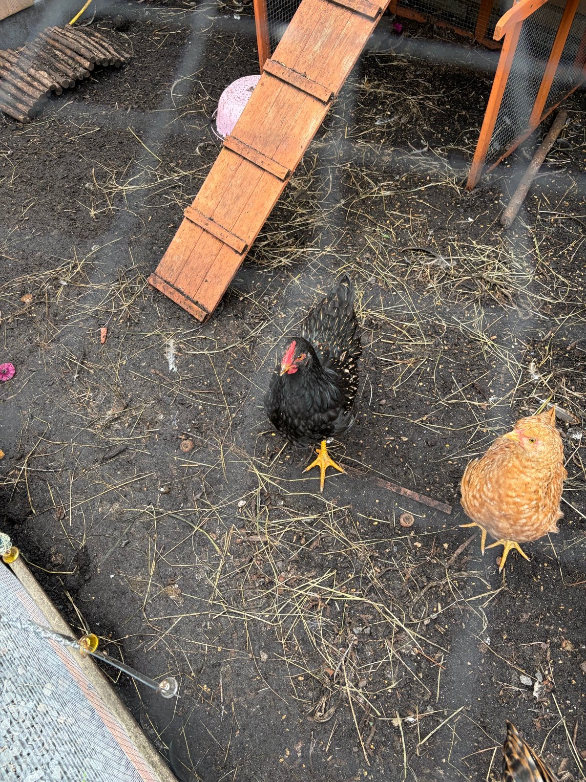 2 Hanen te koop bielefelder en barnevelder., Dieren en Toebehoren, Mannelijk, Kip