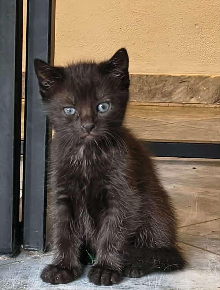 Europese korthaar kittens, Meerdere dieren, Ontwormd, 0 tot 2 jaar