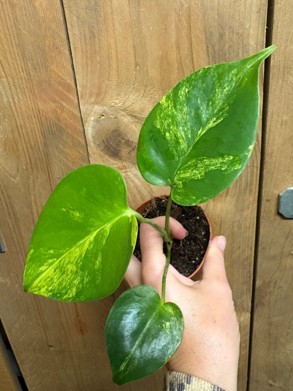 Monstera deliciosa variegata plant lemon aurea mint large, Ophalen of Verzenden, Halfschaduw, Minder dan 100 cm