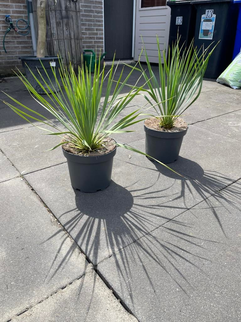 Yucca Rostrata - Blauwe Palmlelie, Tuin en Terras, Overige soorten, Volle zon, Vaste plant, Ophalen of Verzenden