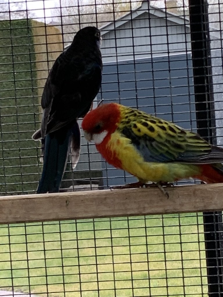 Rosella's Parkieten, Dieren en Toebehoren, Vogels | Parkieten en Papegaaien, Meerdere dieren, Parkiet, Geringd