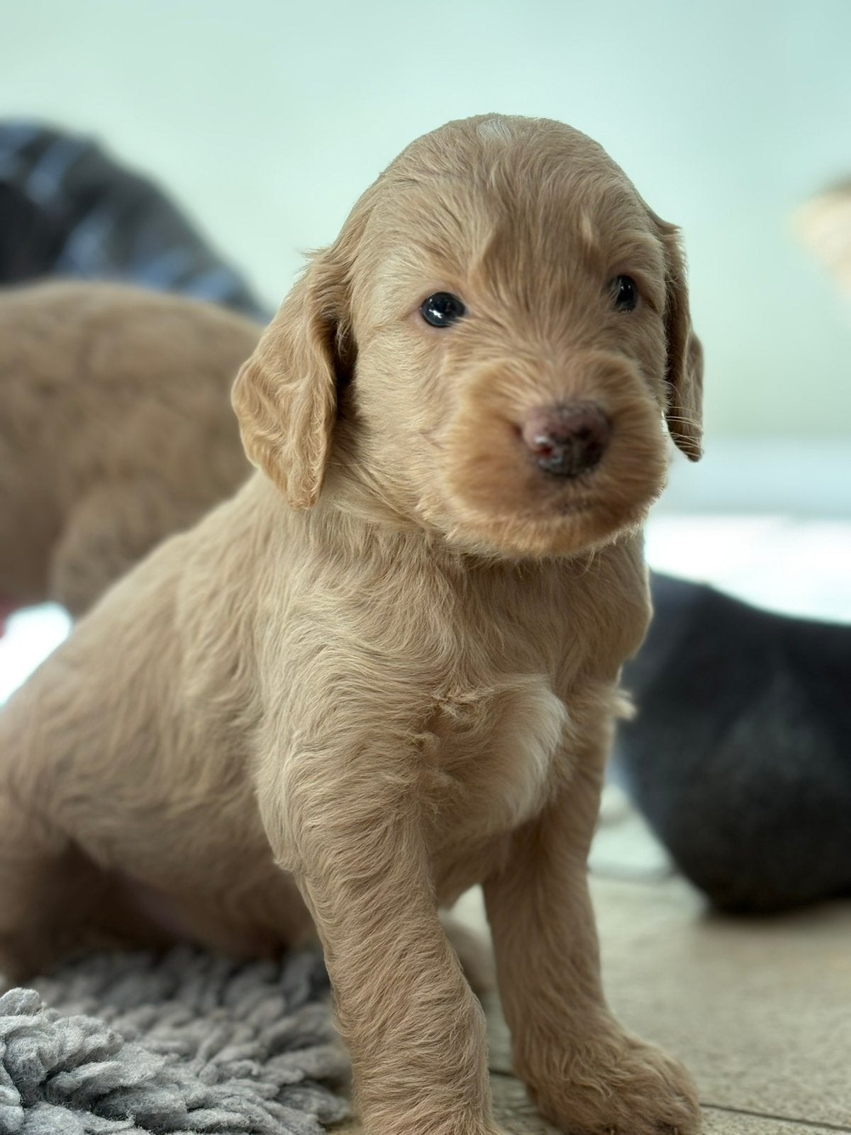 Irish Golden Doodle teefje (medium), Dieren en Toebehoren, CDV (hondenziekte), 8 tot 15 weken, Teef, Eén hond
