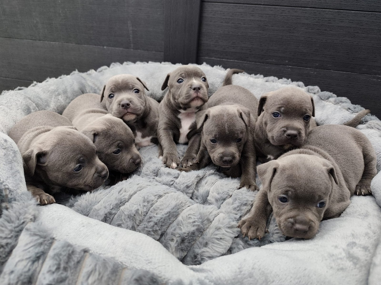 Engelse stafford pups blauw, Parvo, Overige rassen, 8 tot 15 weken, Meerdere