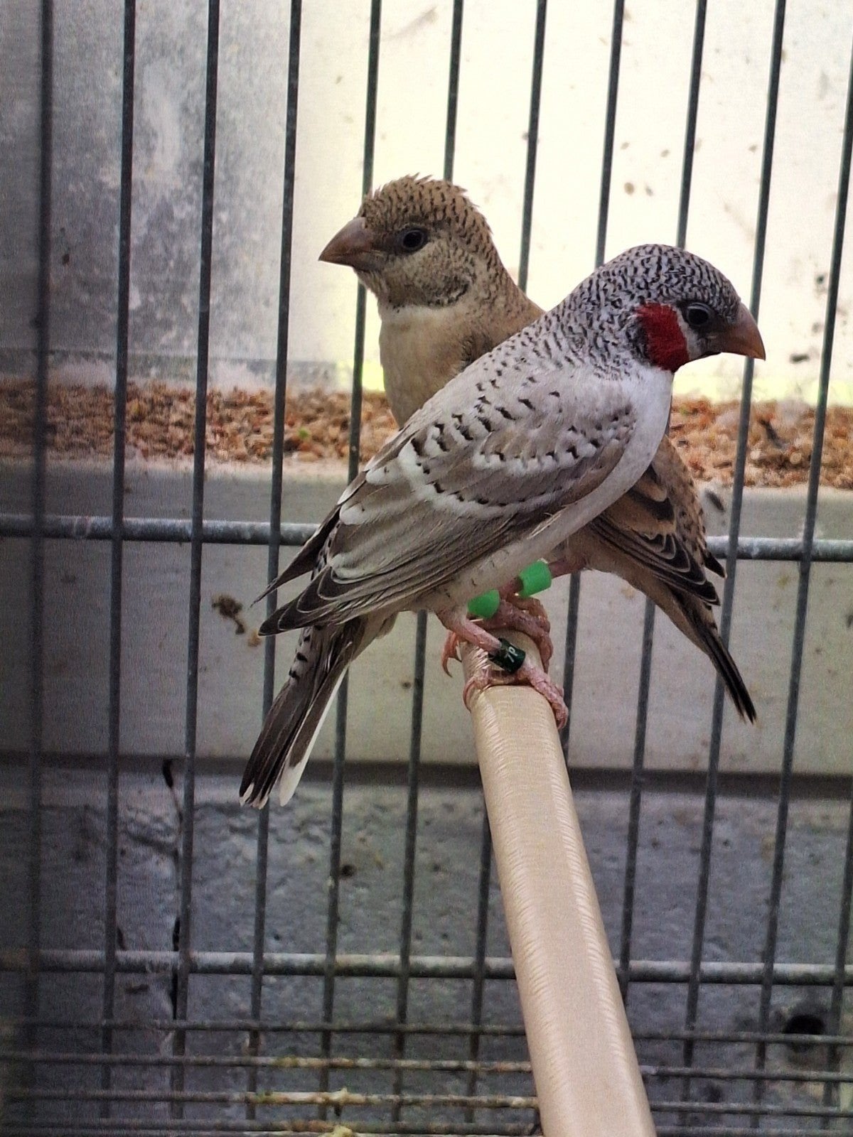 bandvinken grijs geringd 2026, onverwant, Meerdere dieren, Tropenvogel, Geringd