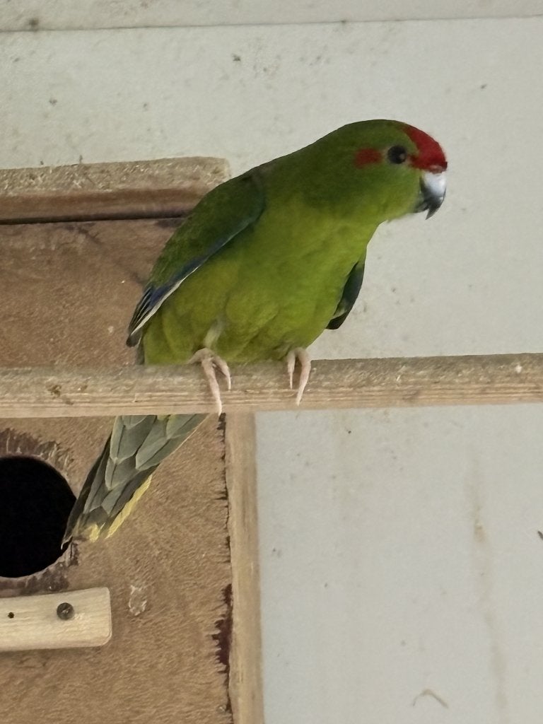 Kakariki's, Meerdere dieren, Parkiet