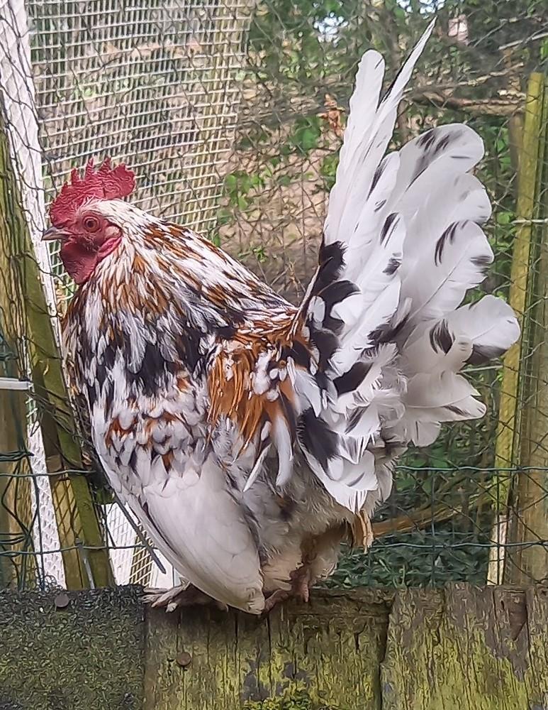 Sabelpoot kriel haantje, Dieren en Toebehoren, Pluimvee, Kip, Mannelijk