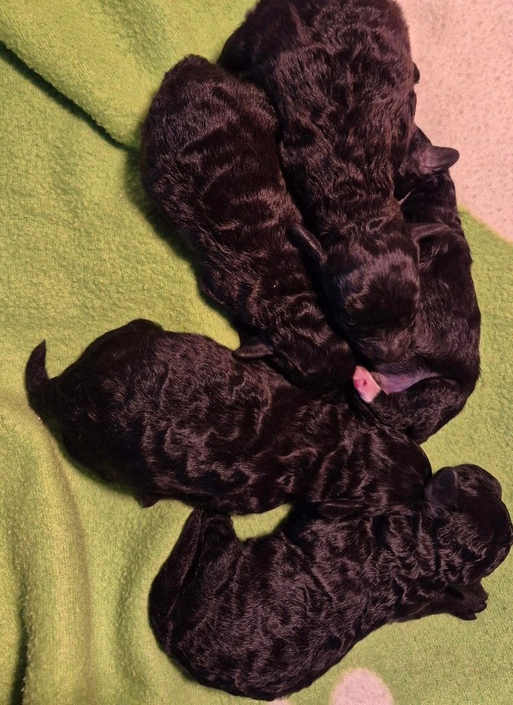 Schitterende dwerg poedel pups, Dieren en Toebehoren, Honden | Chihuahua's en Gezelschapshonden, Poedel, Parvo, 8 tot 15 weken