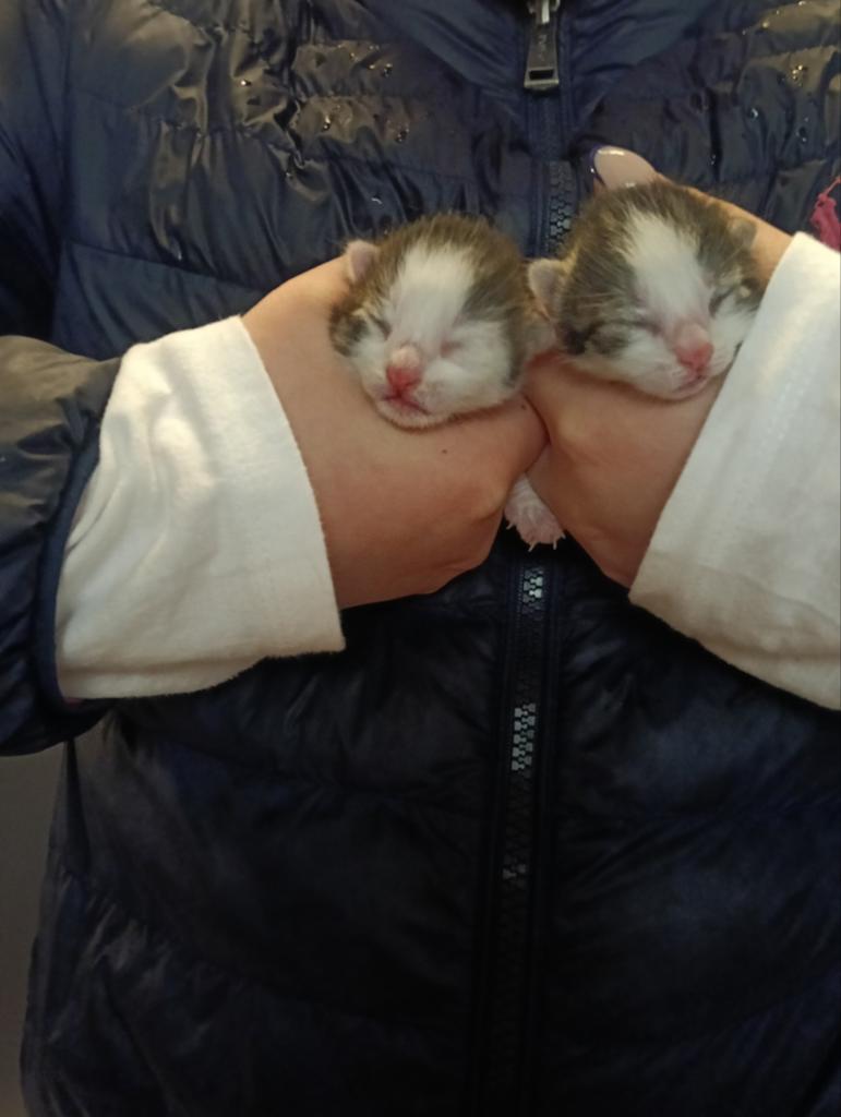 Knappe kitten s nog maar 2 beschikbaar, Dieren en Toebehoren, Poes