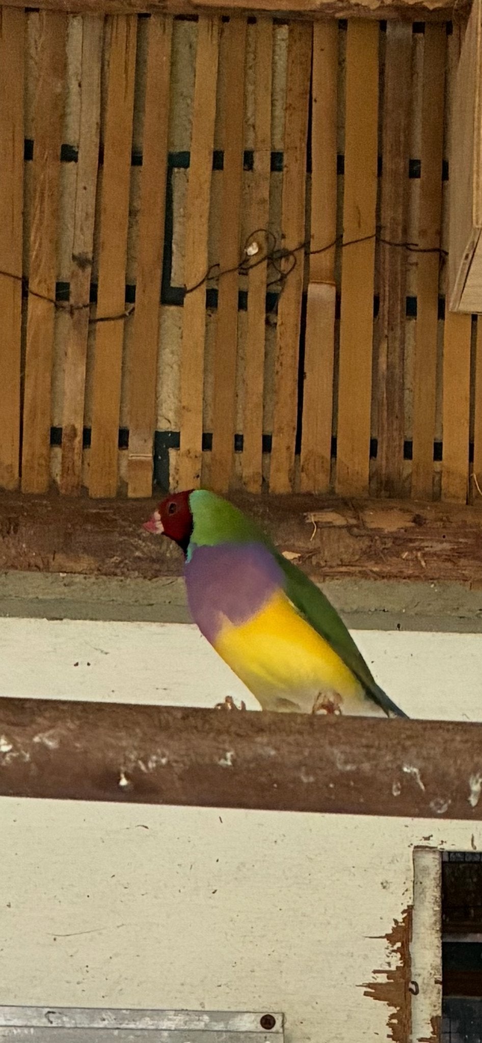 Gouldamadines, goulds, Meerdere dieren, Geringd