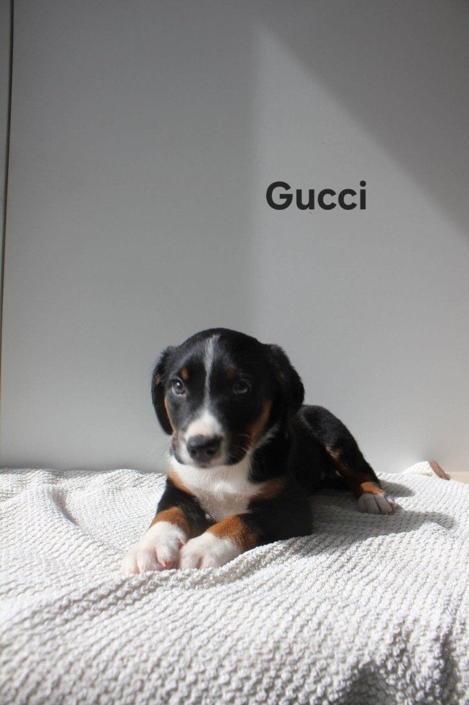 Appenzeller Sennenhond puppy's, Dieren en Toebehoren, Parvo, Meerdere, Meerdere dieren, Nederland