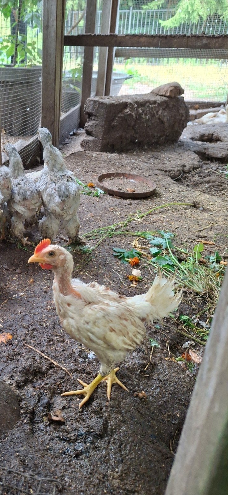 trio. ayam Ketawa. Durasi, Dieren en Toebehoren, Pluimvee, Meerdere dieren, Kip