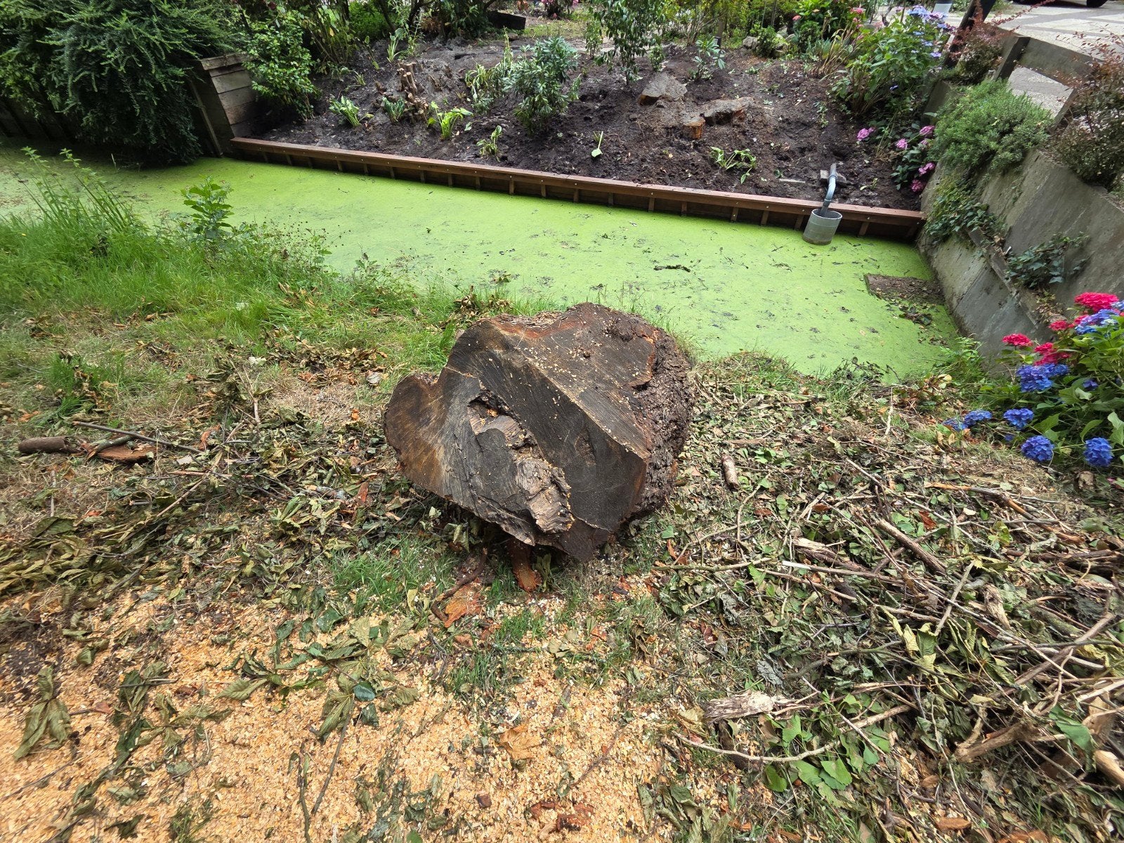 Grote boomstam voor haardhout of decoratie, Tuin en Terras, Haardhout, Minder dan 3 m³, Ophalen, Overige houtsoorten, Stammen