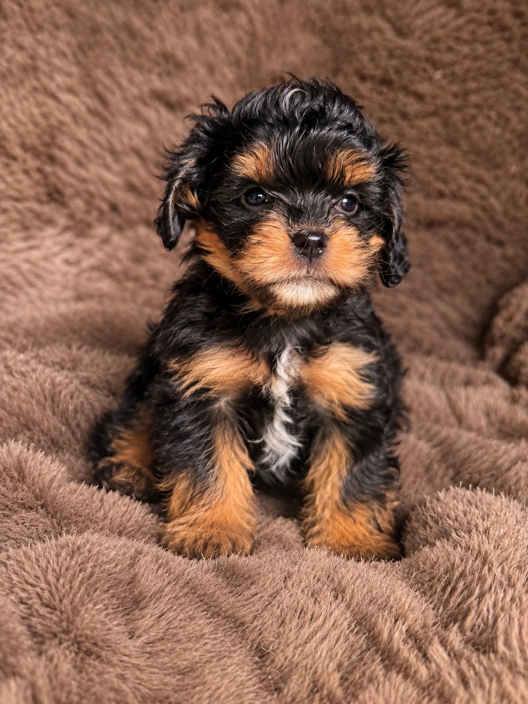 Havanezer x toy poedel havapoo, Overige rassen, 8 tot 15 weken, Teef, Parvo