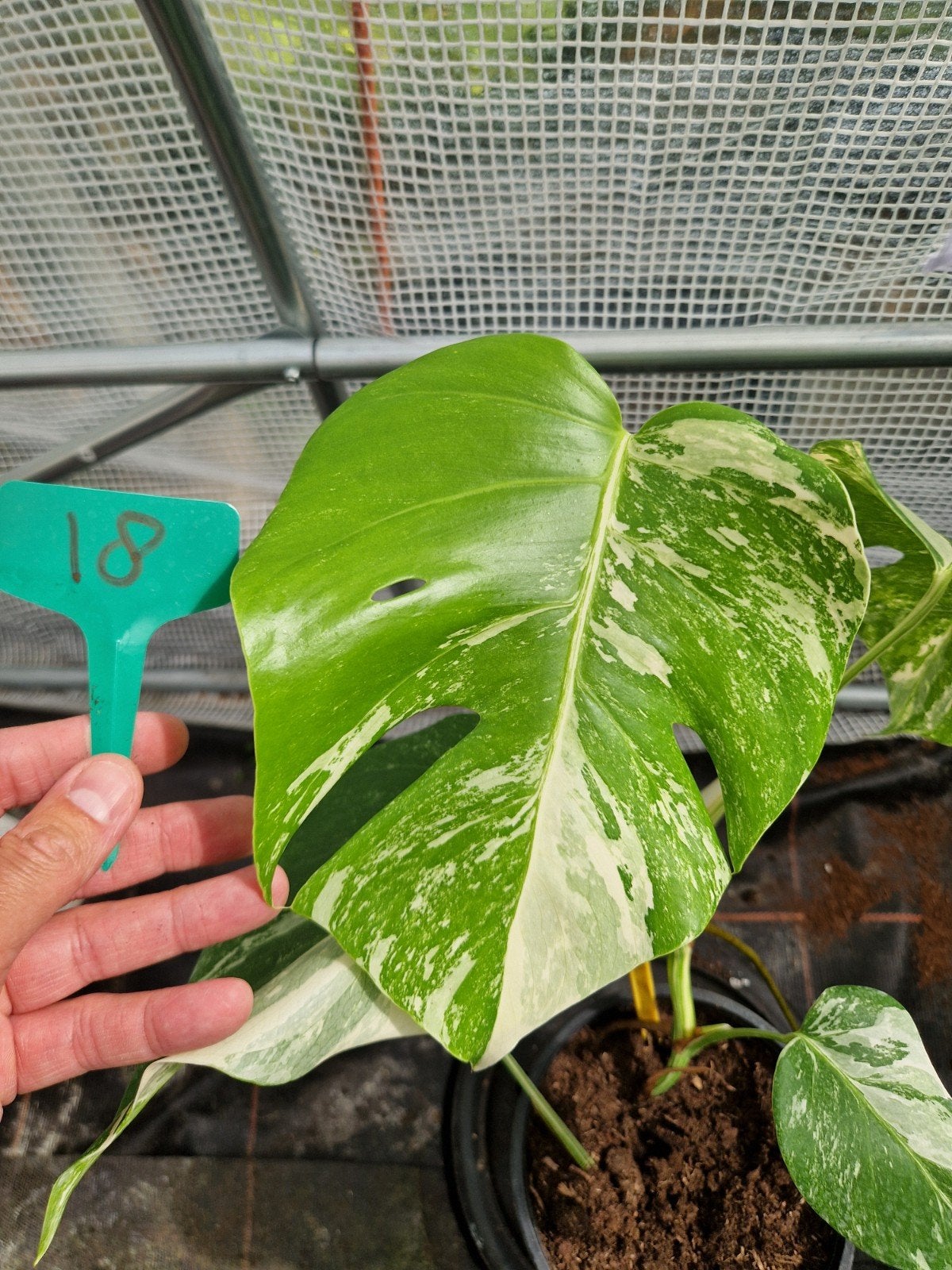 Monstera Deliciosa Albo Variegata kamerplant #18, Ophalen of Verzenden, Halfschaduw, Minder dan 100 cm