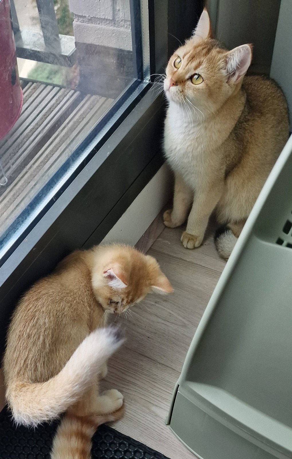 Prachtige Britse Korthaar | Lilac | Black Golden | 🐈, Dieren en Toebehoren, Meerdere dieren, Gechipt, 0 tot 2 jaar