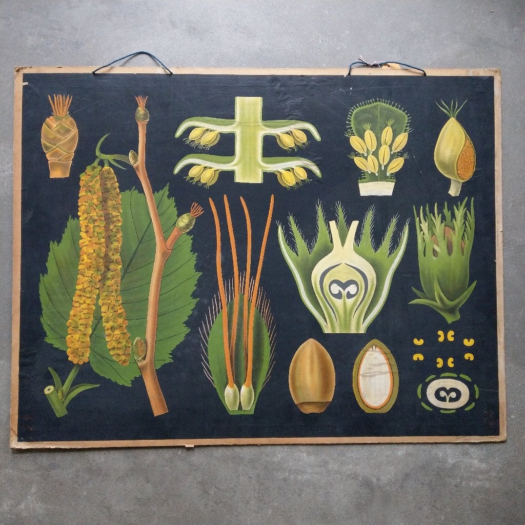 Schoolplaat Hazelaar – Jung Koch Quentell, Ophalen, Natuur en Biologie