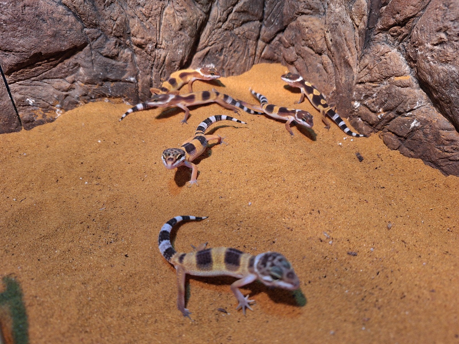 Jonge luipaardgekko's, Dieren en Toebehoren, Hagedis, 0 tot 2 jaar