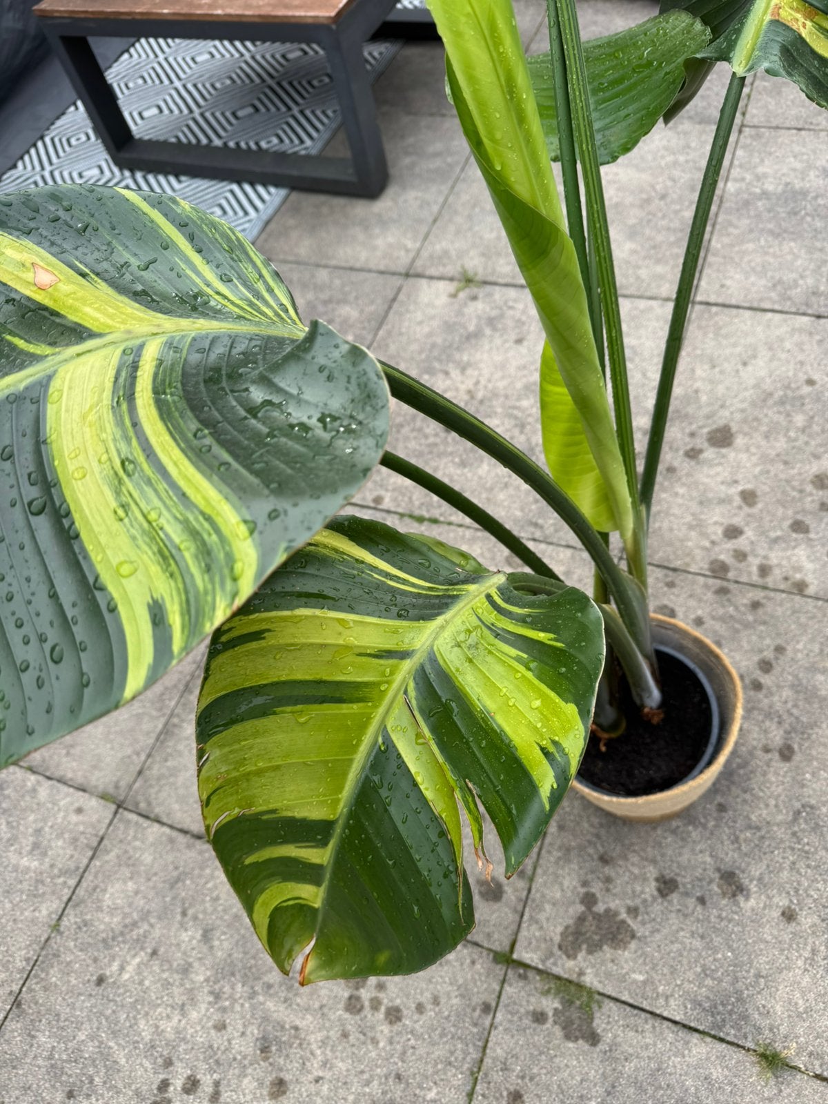 Strelitzia variegata, Huis en Inrichting, Kamerplanten, Overige soorten, Minder dan 100 cm, Groene kamerplant, Halfschaduw, Ophalen