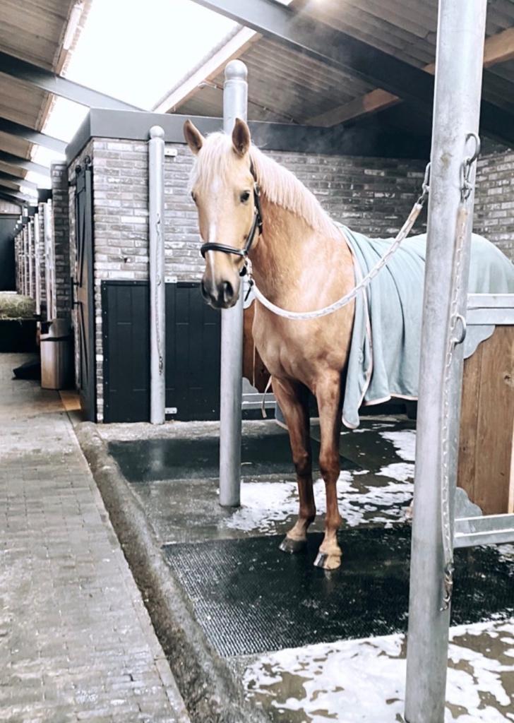 Bijrijder gezocht/ bijrijdpaard aangeboden, Ophalen, Nieuw