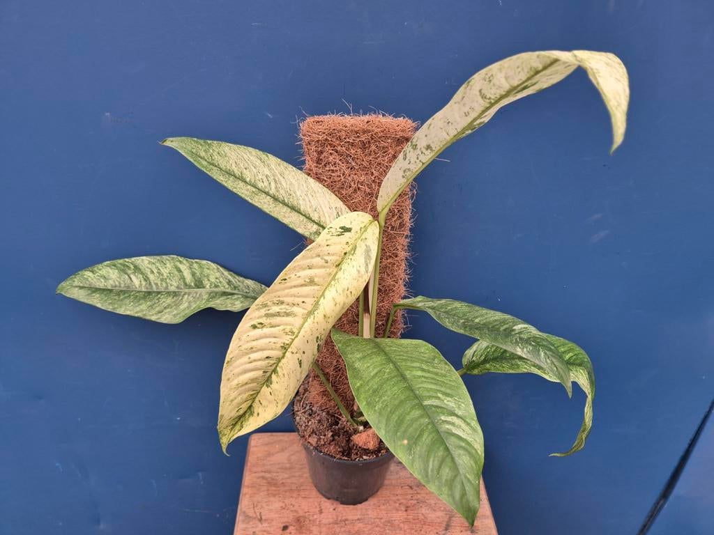 Rhaphidophora Gorilan Variegata p14 (7), Ophalen of Verzenden, Halfschaduw, Minder dan 100 cm