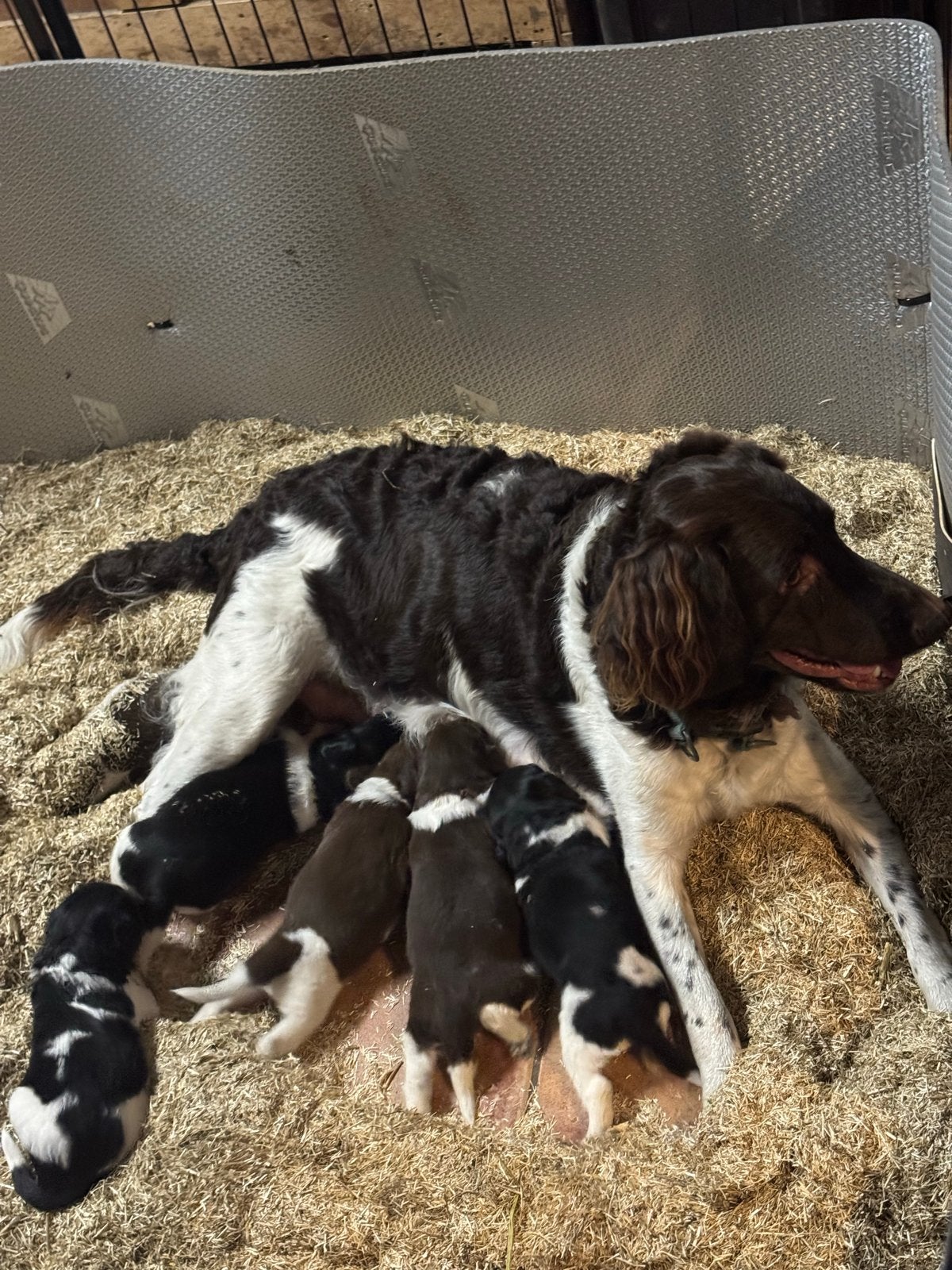 Prachtige Friese Stabij pups beschikbaar, Dieren en Toebehoren, België, Particulier, HCC (leverziekte), Overige rassen