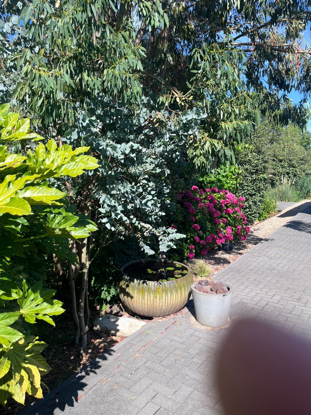 Tuinman gevraagd 💪🏻, Tuin en Terras, Planten | Bomen, Ophalen of Verzenden, Volle zon, Overige soorten