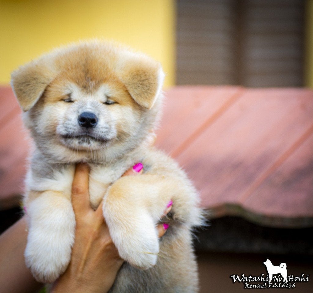 Pups Akita Inu, Nederland, Overige rassen, 8 tot 15 weken, Parvo