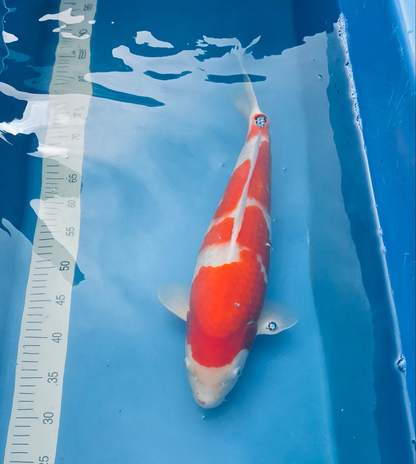 Japanse Koi, Kohaku Sakai, Vis