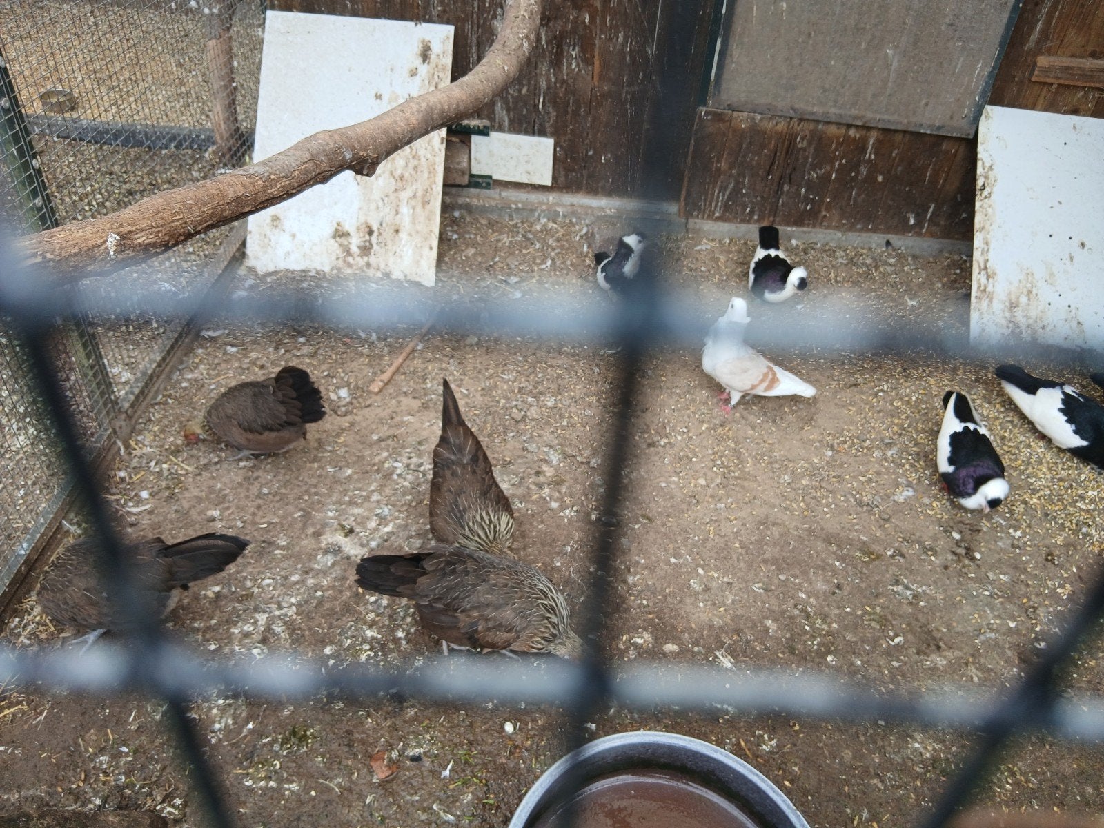 Hollandse kriel, Dieren en Toebehoren, Vrouwelijk, Kip