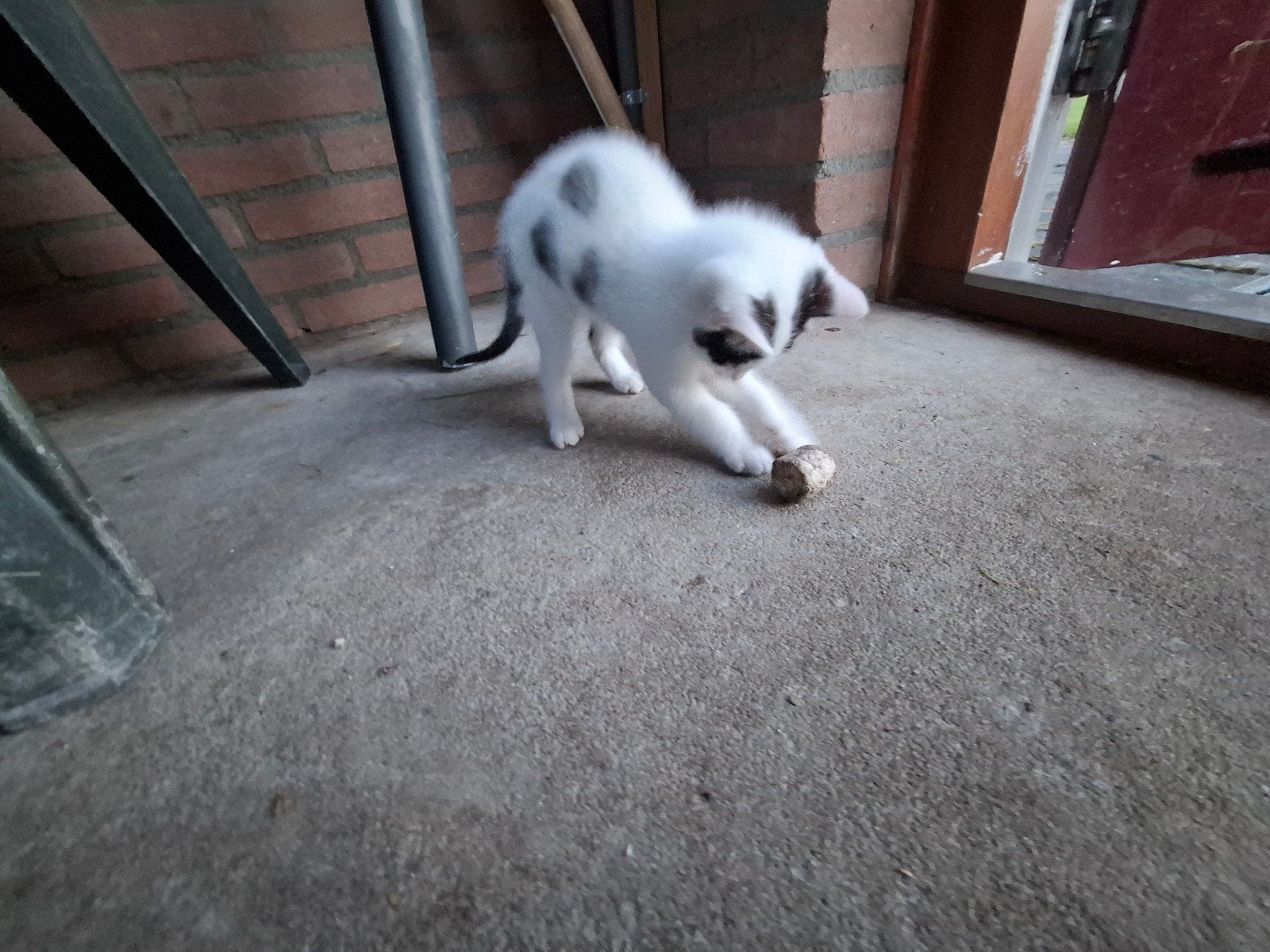 Kittens, 0 tot 2 jaar